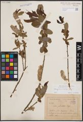 Foto von Salix cinerea subsp. atrocinerea (Brot.) Guinier